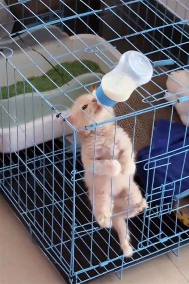 cute animals 14 Get Ready for Funny Animals #410 (19 photos)