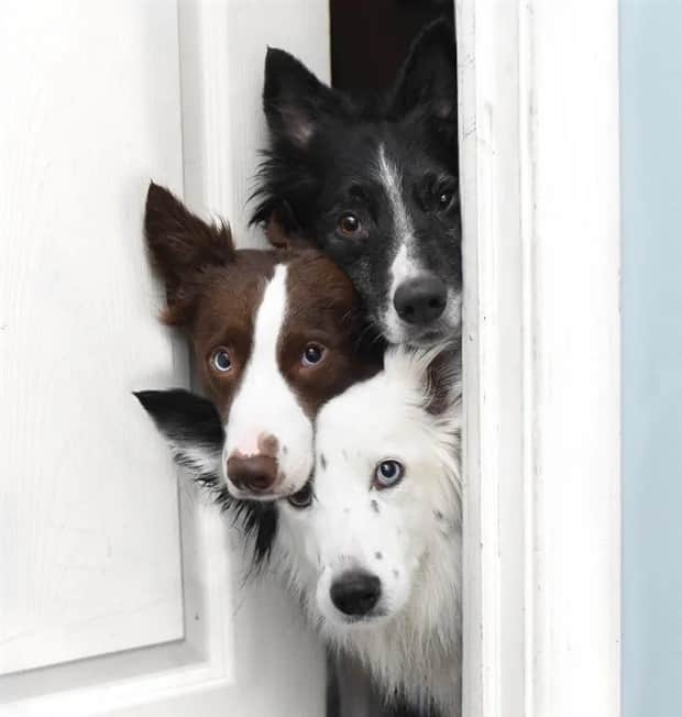 cute animals 16 Get Ready for Funny Animals #410 (19 photos)