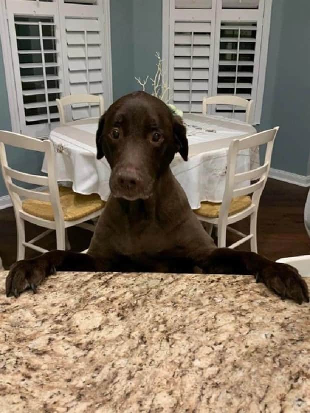 cute animals 18 Get Ready for Funny Animals #410 (19 photos)