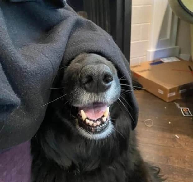 cute animals 19 Get Ready for Funny Animals #410 (19 photos)