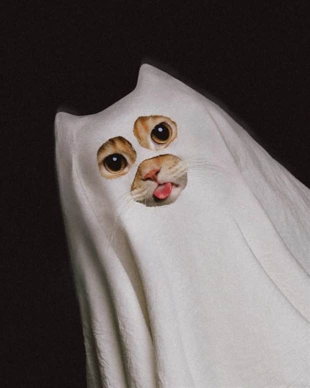 cute animals 2 Get Ready for Funny Animals #410 (19 photos)