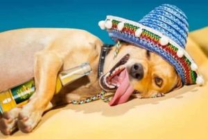 Get Ready for Funny Animals #410 (19 photos)