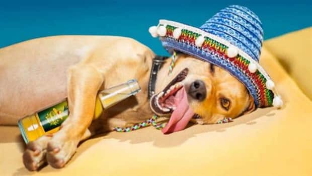 cute animals 3 Get Ready for Funny Animals #410 (19 photos)