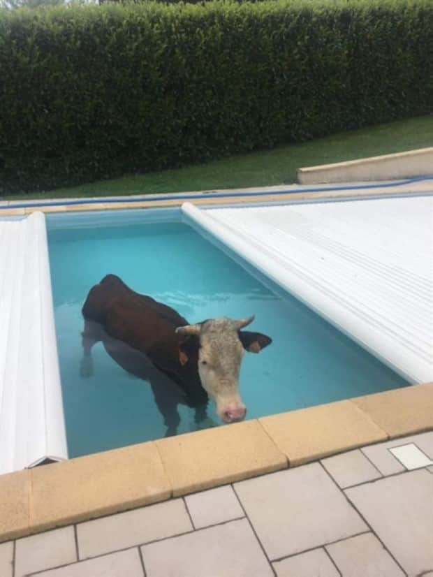 Get Ready for Funny Animals #413 (24 photos)