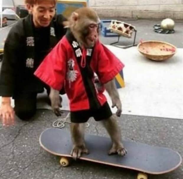 funny animals 1 Get Ready for Funny Animals #411 (21 photos)