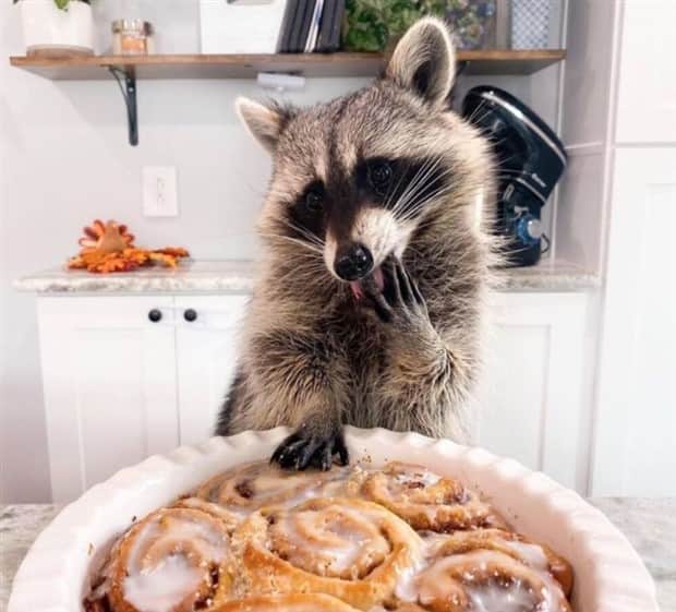 Get Ready for Funny Animals #413 (24 photos)