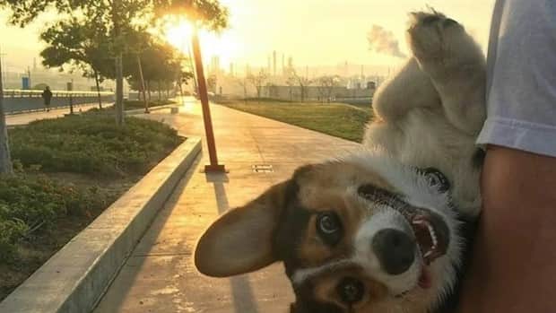 funny animals 10 Get Ready for Funny Animals #411 (21 photos)