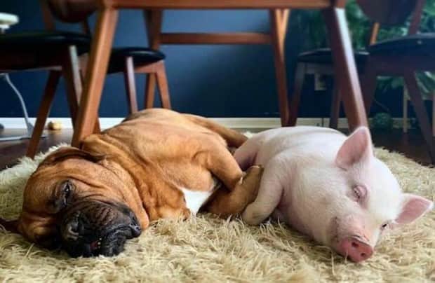 Get Ready for Funny Animals #412 (18 photos)