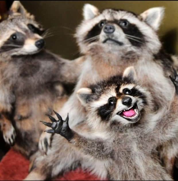 Get Ready for Funny Animals #413 (24 photos)