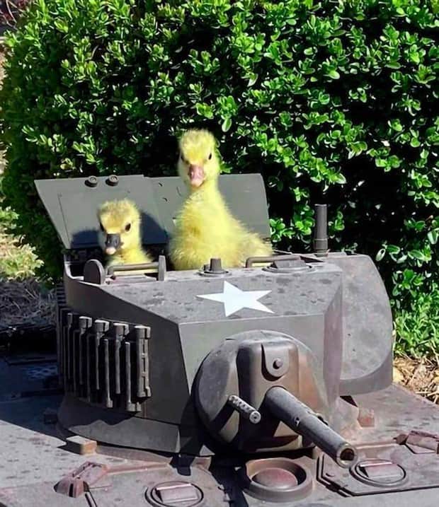 Get Ready for Funny Animals #412 (18 photos)