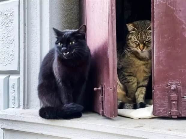 funny animals 12 Get Ready for Funny Animals #411 (21 photos)