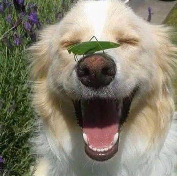 Get Ready for Funny Animals #412 (18 photos)