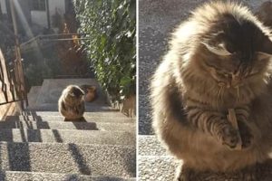 Get Ready for Funny Animals #411 (21 photos)