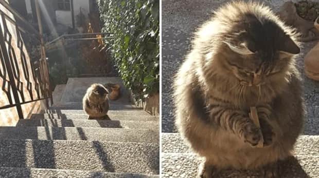 funny animals 13 Get Ready for Funny Animals #411 (21 photos)