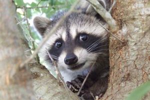 Get Ready for Funny Animals #412 (18 photos)