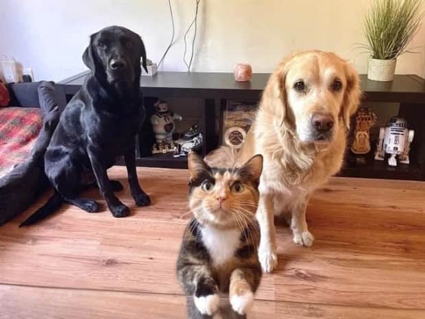 funny animals 14 Get Ready for Funny Animals #411 (21 photos)