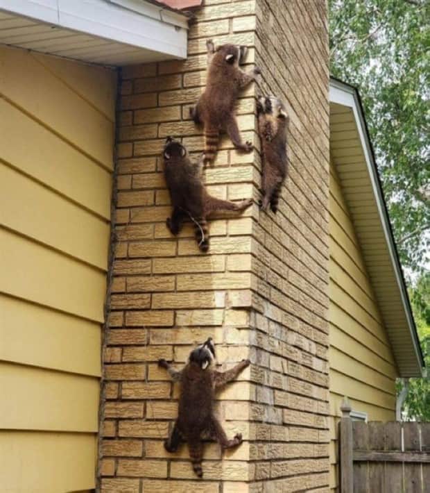 Get Ready for Funny Animals #412 (18 photos)