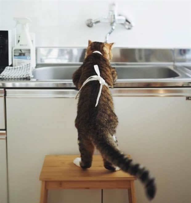 funny animals 19 Get Ready for Funny Animals #411 (21 photos)