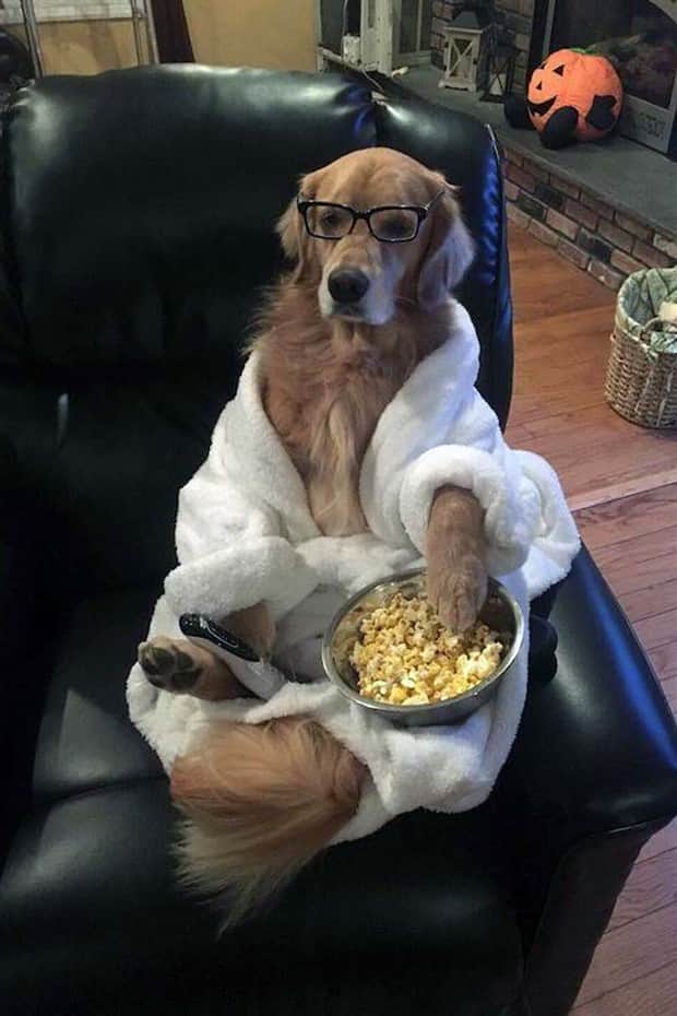 funny animals 2 Get Ready for Funny Animals #411 (21 photos)