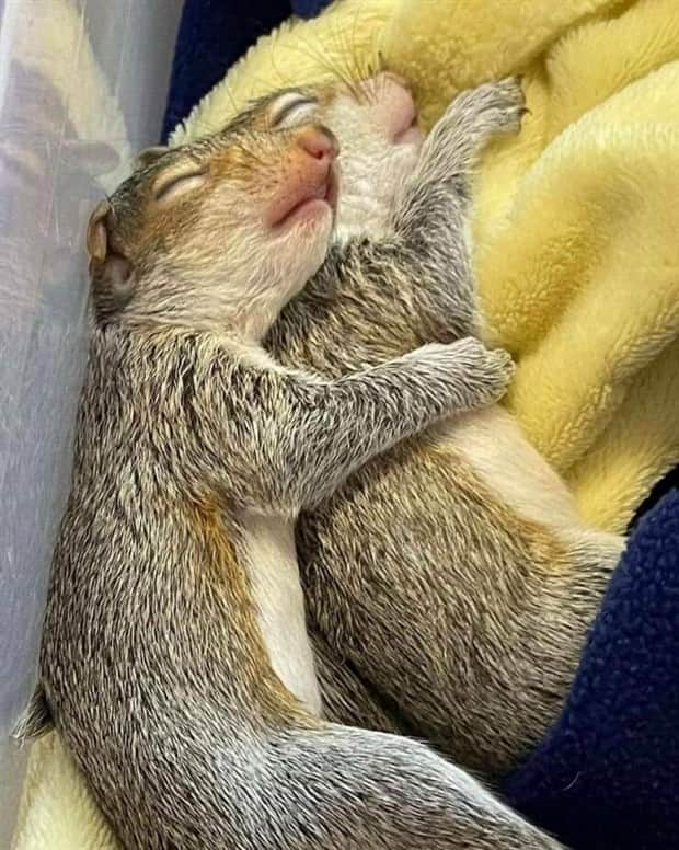 Get Ready for Funny Animals #413 (24 photos)