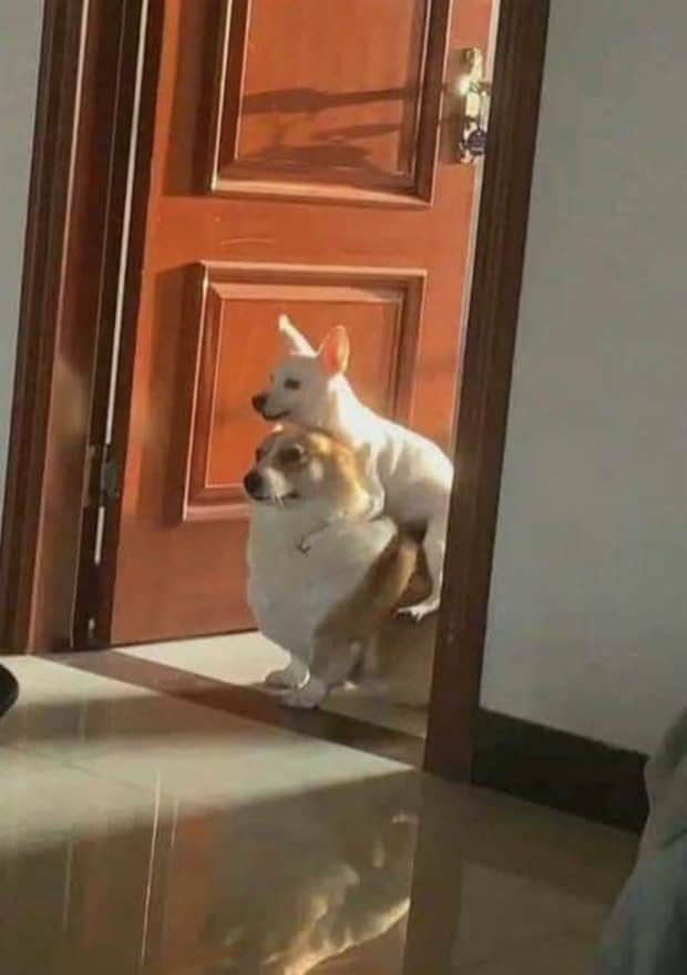 Get Ready for Funny Animals #413 (24 photos)