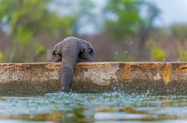 Get Ready for Funny Animals #413 (24 photos)