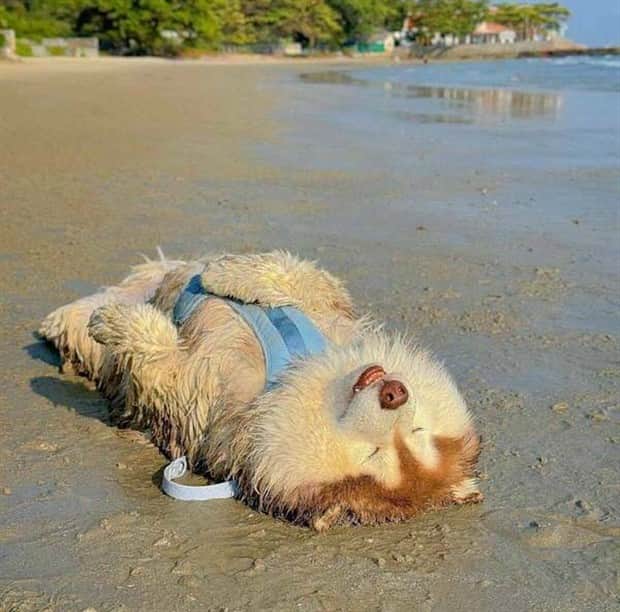 Get Ready for Funny Animals #413 (24 photos)