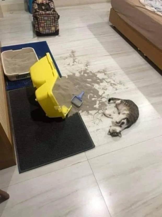 funny animals 4 Get Ready for Funny Animals #411 (21 photos)