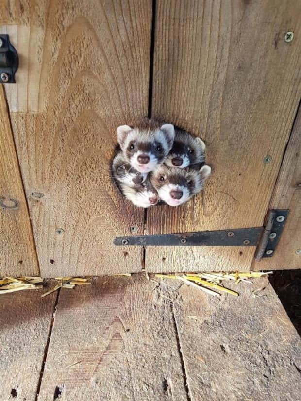 Get Ready for Funny Animals #412 (18 photos)