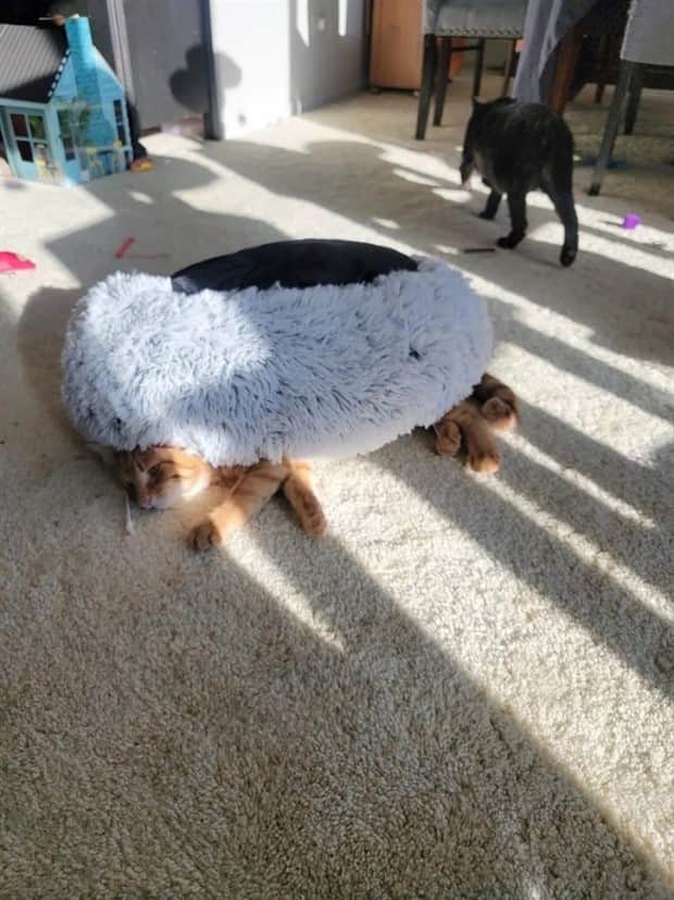 funny animals 5 Get Ready for Funny Animals #411 (21 photos)