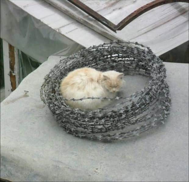 Get Ready for Funny Animals #412 (18 photos)