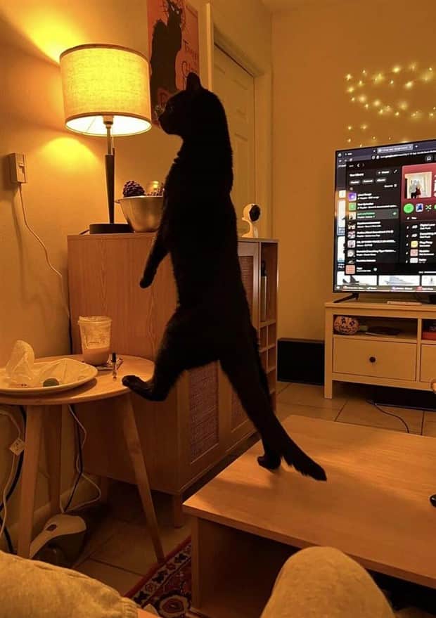 Get Ready for Funny Animals #412 (18 photos)