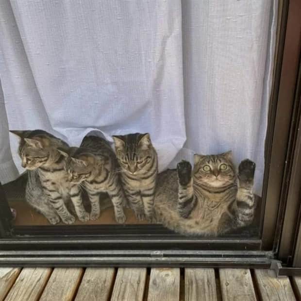 funny animals 7 Get Ready for Funny Animals #411 (21 photos)