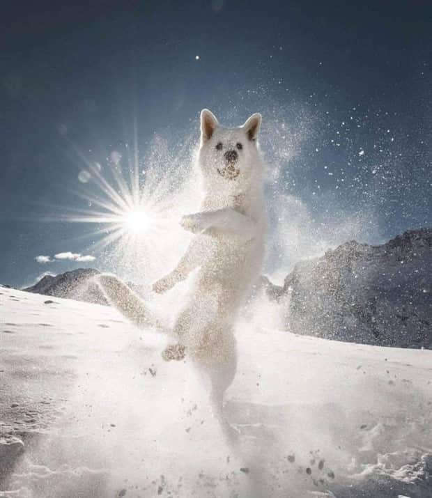 Get Ready for Funny Animals #412 (18 photos)