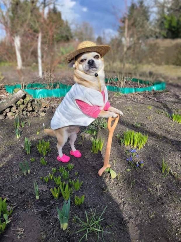 Get Ready for Funny Animals #413 (24 photos)