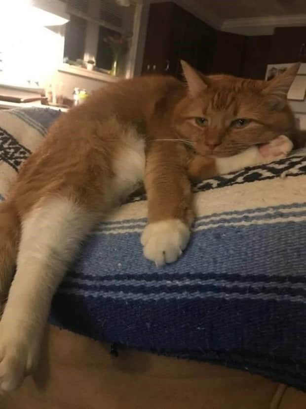 funny animals 8 Get Ready for Funny Animals #411 (21 photos)