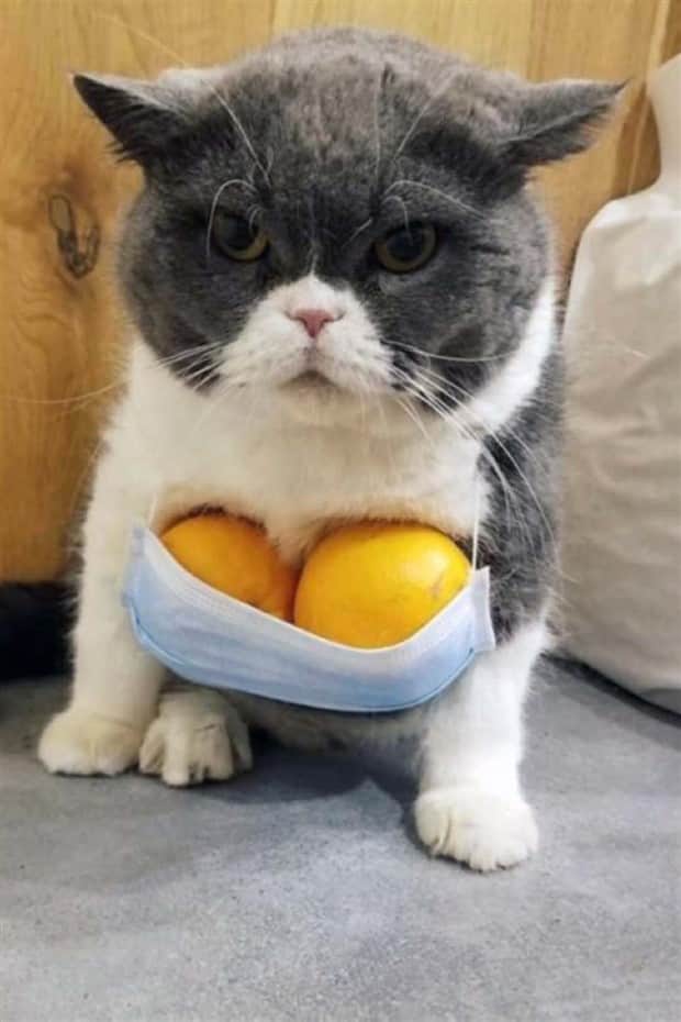 Get Ready for Funny Animals #413 (24 photos)