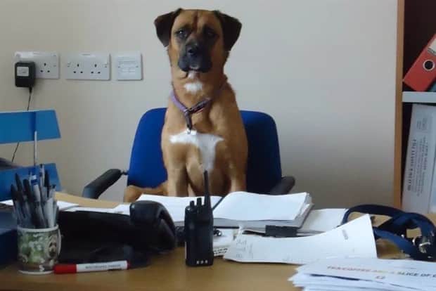 funny animals 9 Get Ready for Funny Animals #411 (21 photos)