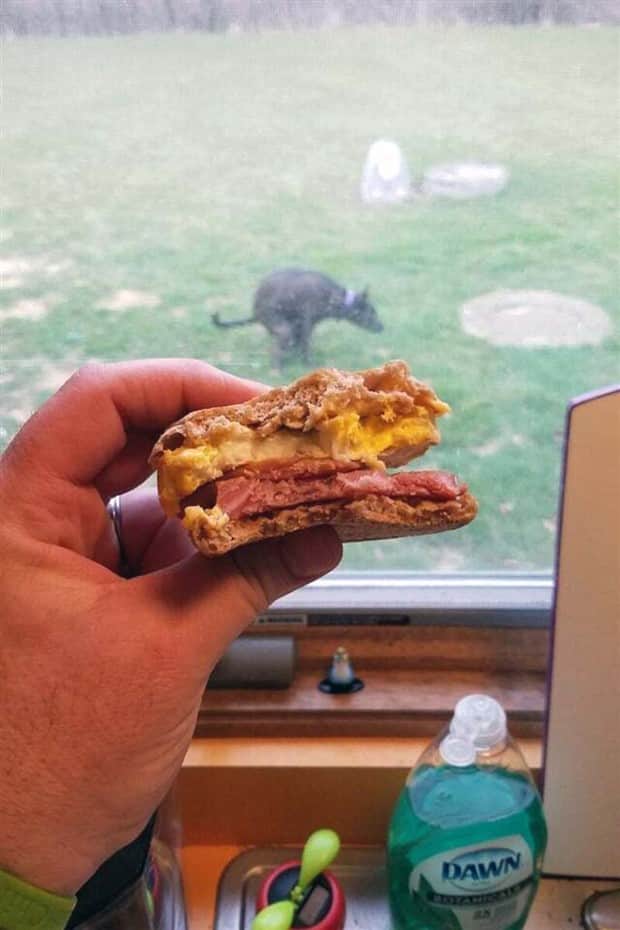 21 Funny Examples of Perfectly Timed Photobombs (21 photos)