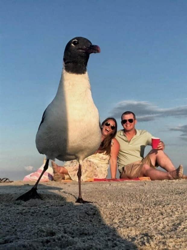21 Funny Examples of Perfectly Timed Photobombs (21 photos)