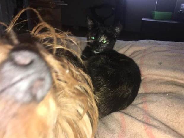 21 Funny Examples of Perfectly Timed Photobombs (21 photos)