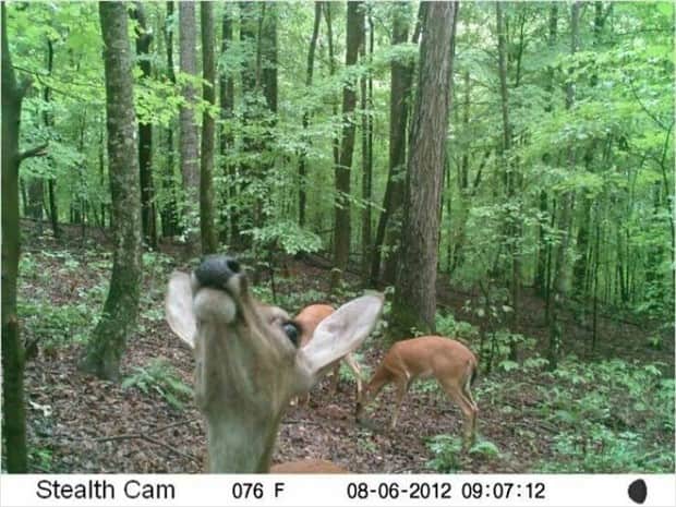 funny trail cam momenst 1 Trail Cams Capture Wildlife Shenanigans (24 photos)