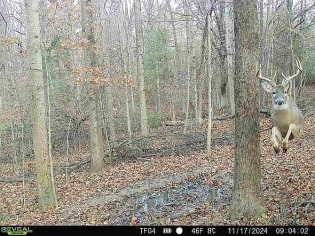 funny trail cam momenst 10 Trail Cams Capture Wildlife Shenanigans (24 photos)