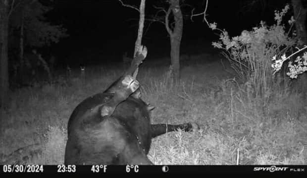 funny trail cam momenst 11 Trail Cams Capture Wildlife Shenanigans (24 photos)