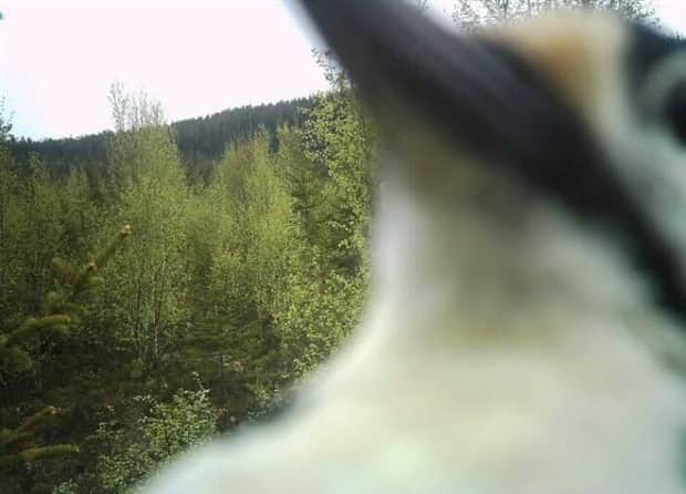 funny trail cam momenst 12 Trail Cams Capture Wildlife Shenanigans (24 photos)