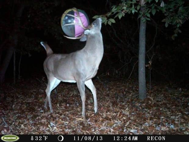 funny trail cam momenst 13 Trail Cams Capture Wildlife Shenanigans (24 photos)