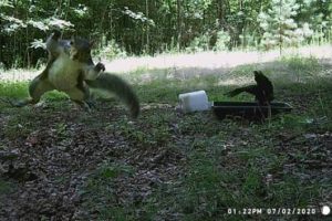 Trail Cams Capture Wildlife Shenanigans (24 photos)