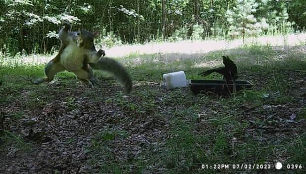 funny trail cam momenst 17 Trail Cams Capture Wildlife Shenanigans (24 photos)