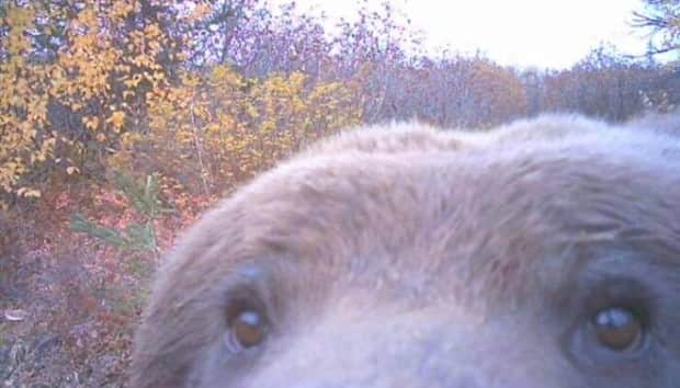 funny trail cam momenst 19 Trail Cams Capture Wildlife Shenanigans (24 photos)