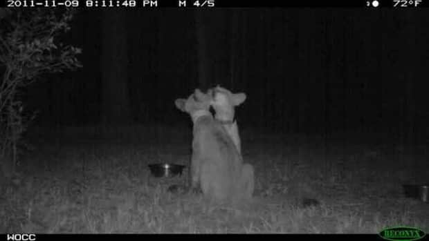 funny trail cam momenst 2 Trail Cams Capture Wildlife Shenanigans (24 photos)